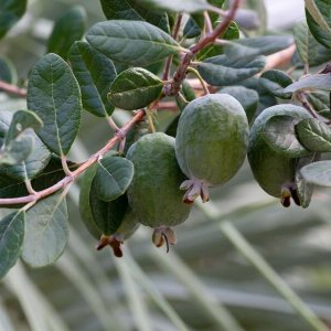 Acca Sellowiana Feijoa (Guava ananásová), kont. C3L, výška: 30-40 cm 